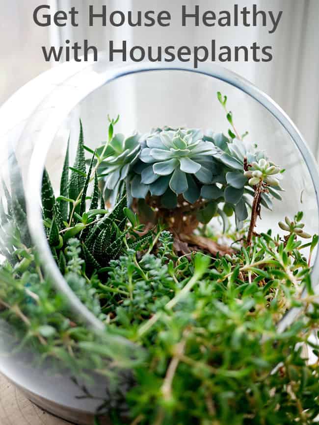 Get Healthy with Houseplants