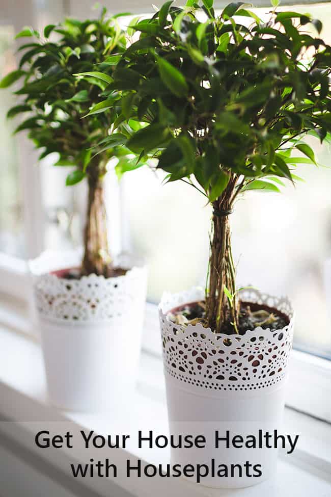 Healthy Living with Houseplants