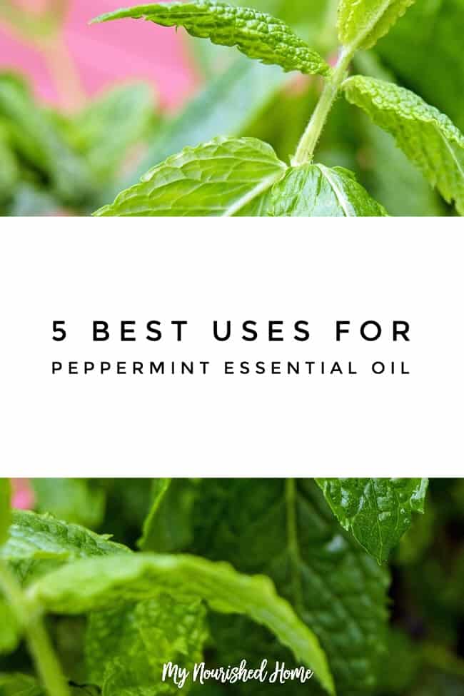 Our Family's Best Uses for Peppermint Essential Oil