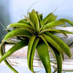 How to Care for Air Plants How to Care for Air Plants