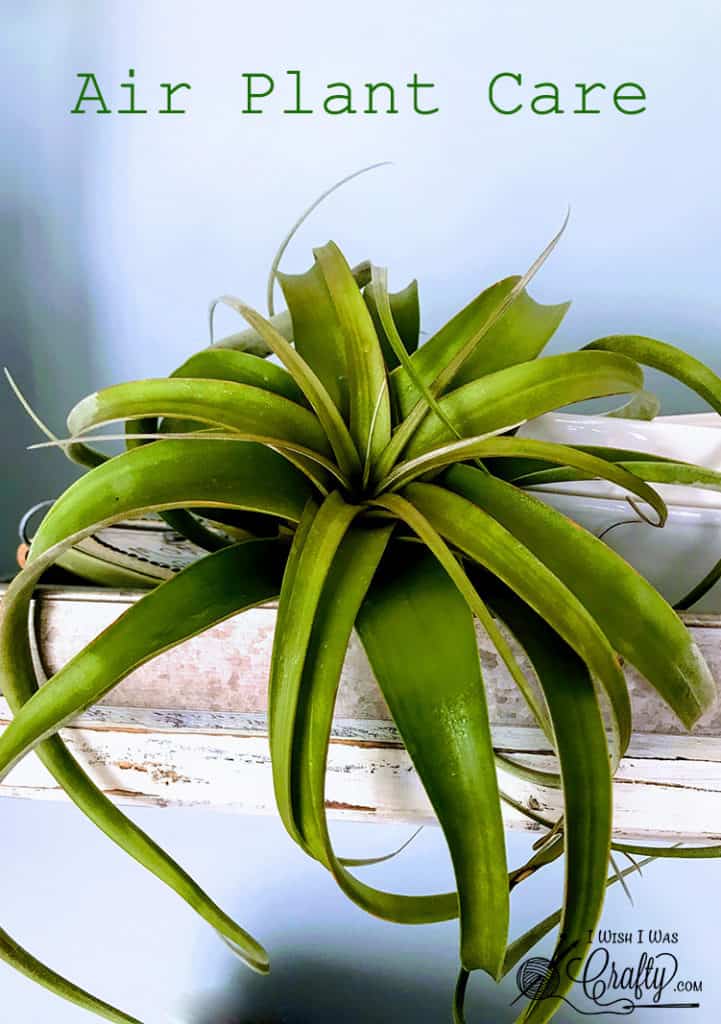 How to Care for Air Plants