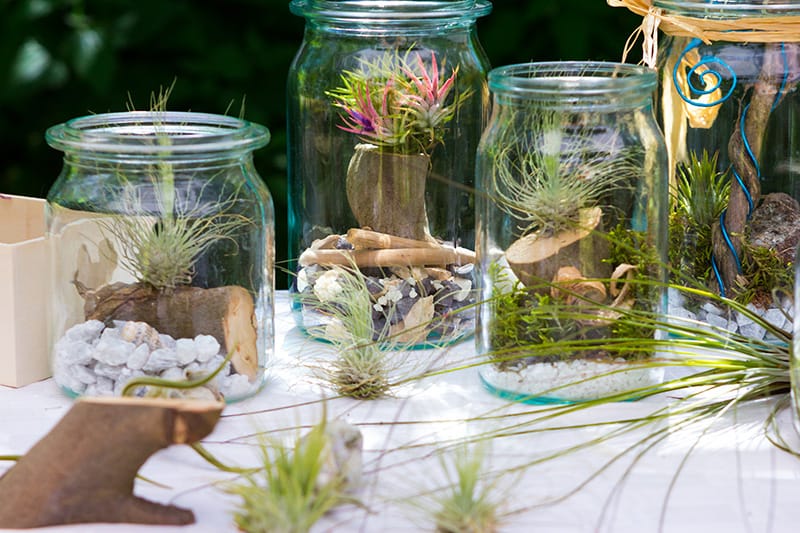 Air plant terrarium