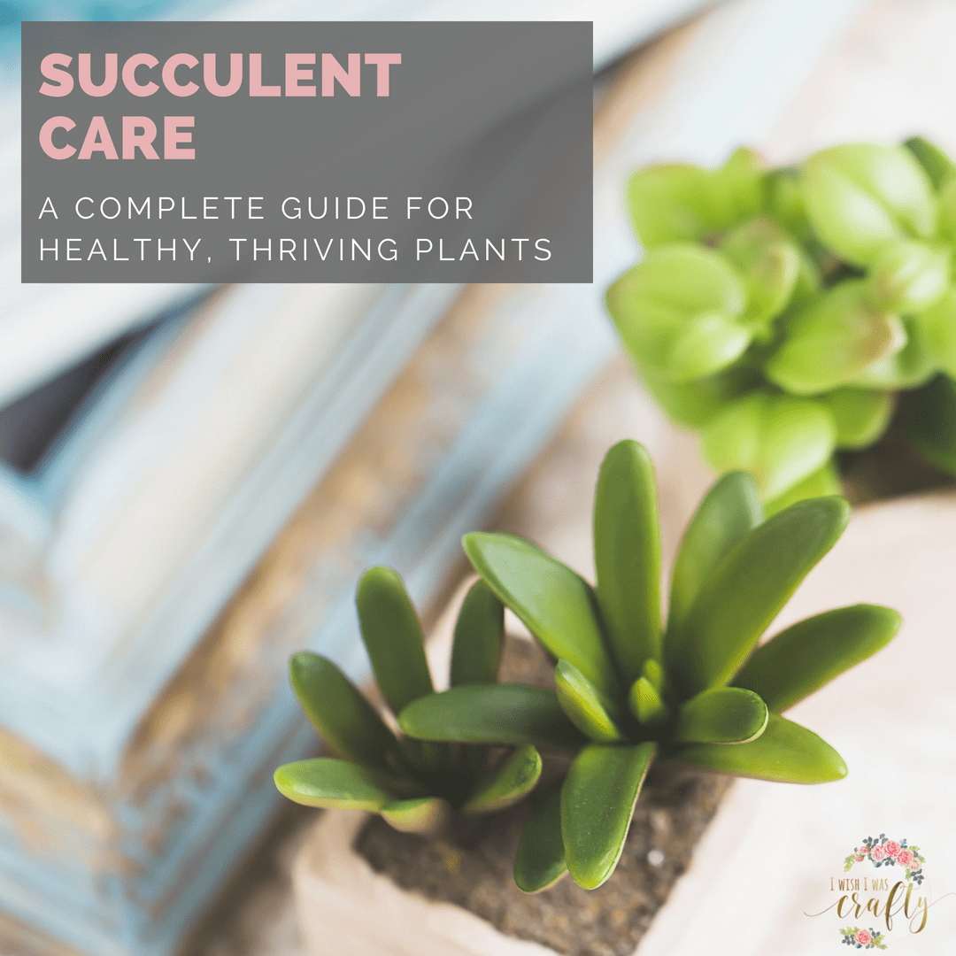 Want healthy succulents? Here is your complete guide to taking care of them