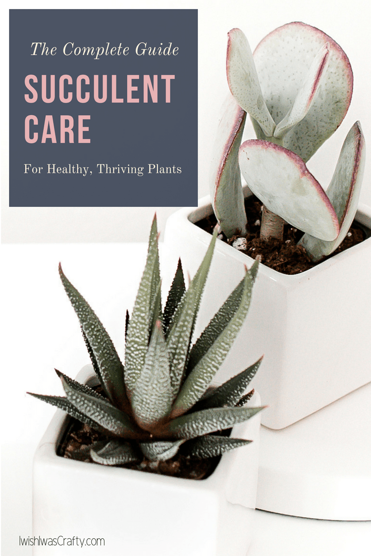 Caring for succulent plants - here is everything you need to know!