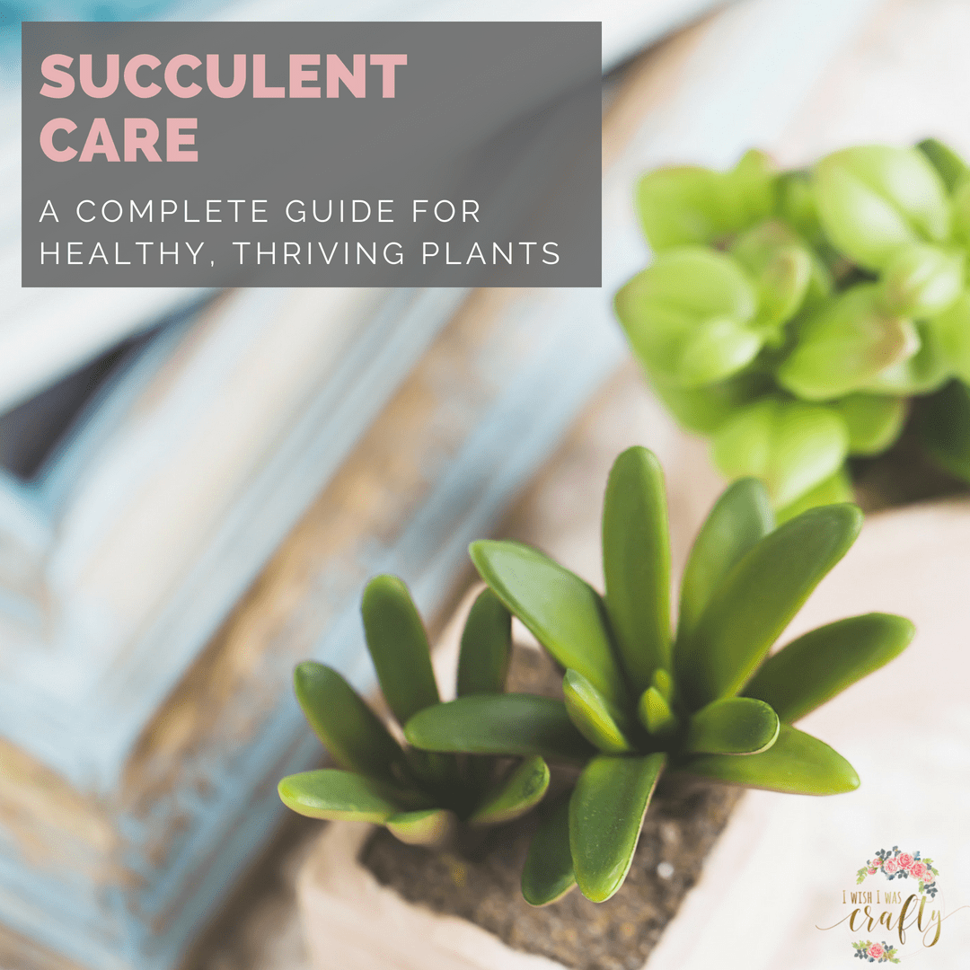 Succulent care A complete guide to healthy, thriving plants My