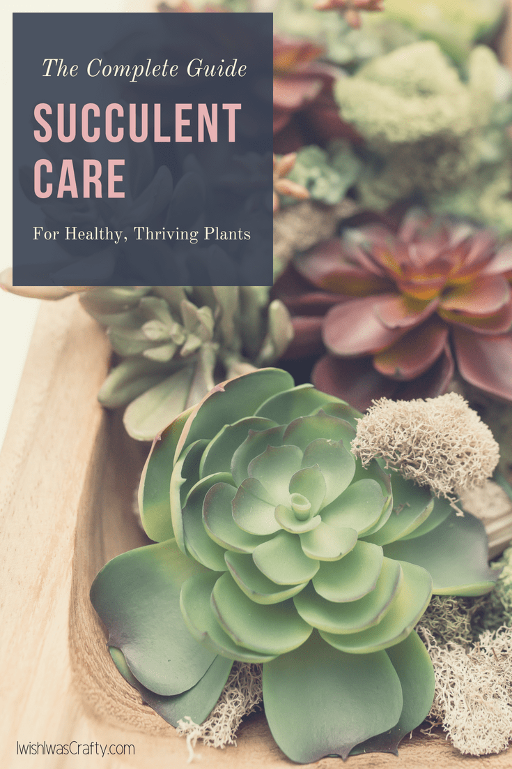 Succulent Care is easier than you think. Don't have a green thumb? No worries, this is your complete guide to healthy, thriving plants. 