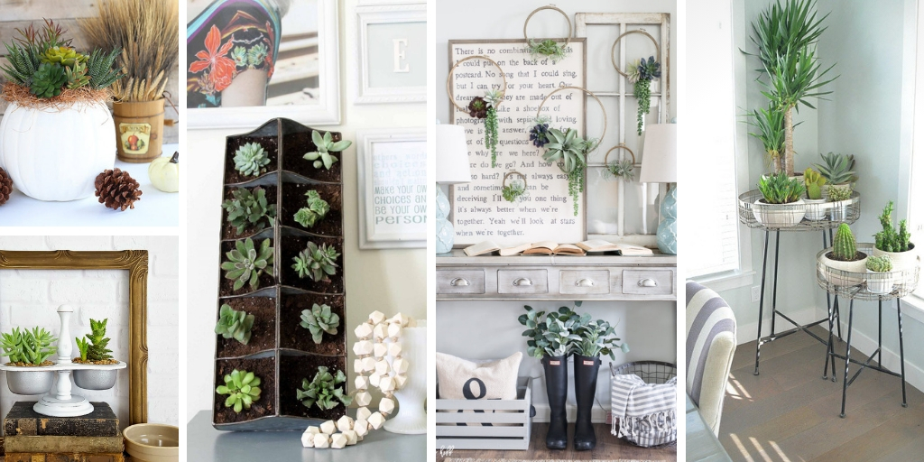 Succulent ideas for home decor